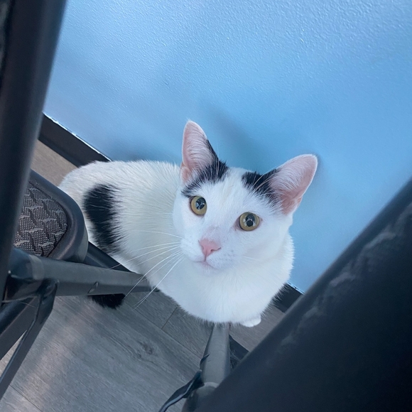 Meet your Posher, Yasmin - Picture 1 of 1